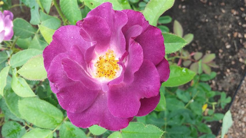 Rosa spp plantplacesimage20141012_152936.jpg