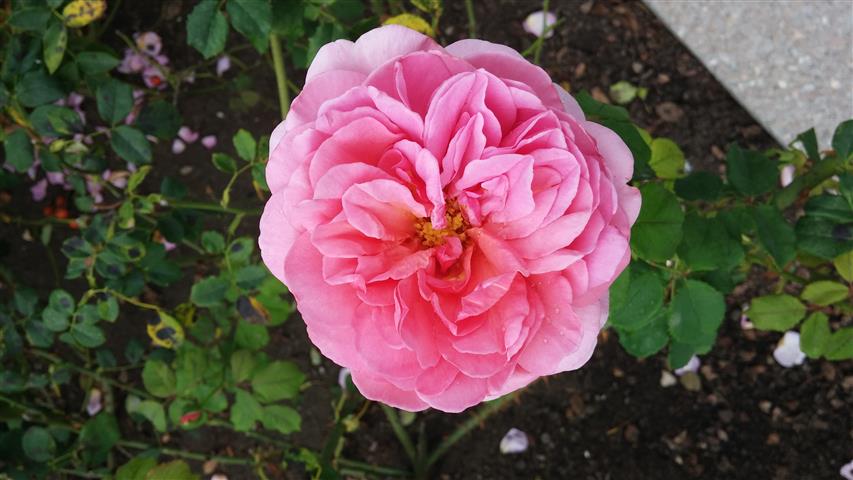 Rosa spp plantplacesimage20141012_153041.jpg