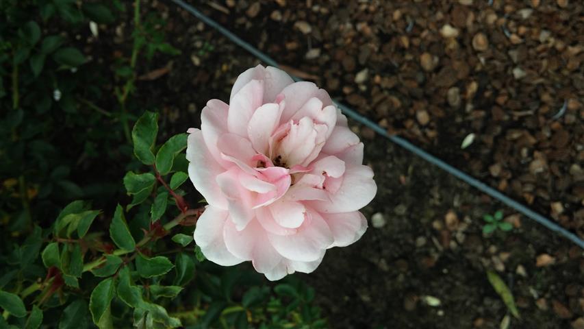 Rosa spp plantplacesimage20141012_153156.jpg