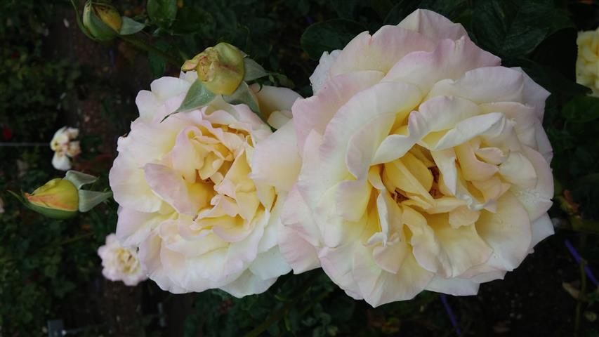 Rosa spp plantplacesimage20141012_153601.jpg