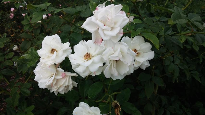 Rosa spp plantplacesimage20141012_153825.jpg