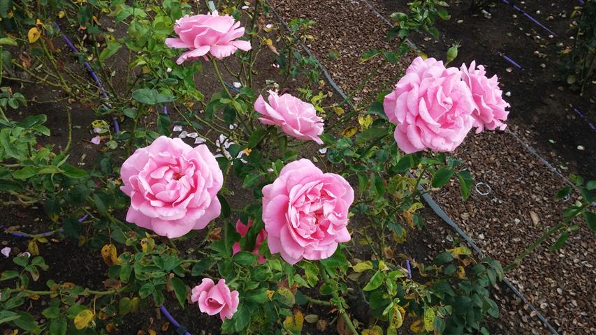 Rosa spp plantplacesimage20141012_154110.jpg