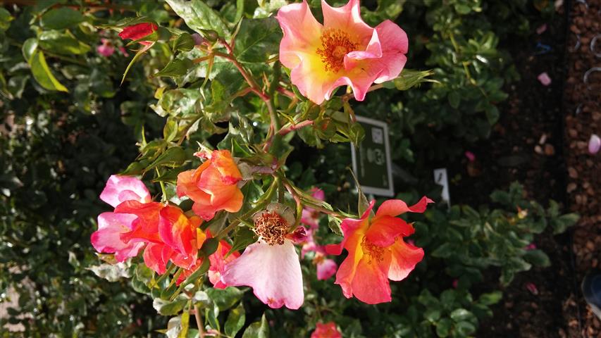 Rosa spp plantplacesimage20141012_154258.jpg