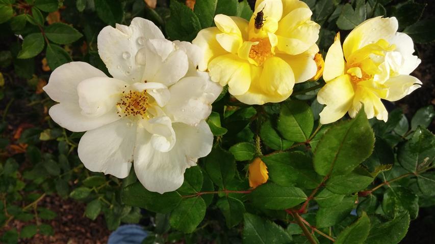 Rosa spp plantplacesimage20141012_154433.jpg