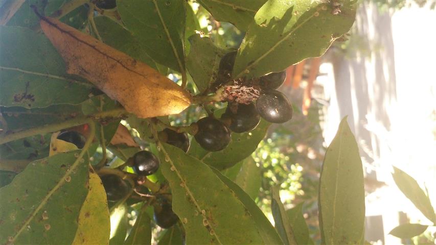 Laurus nobilis plantplacesimage20141014_100014.jpg