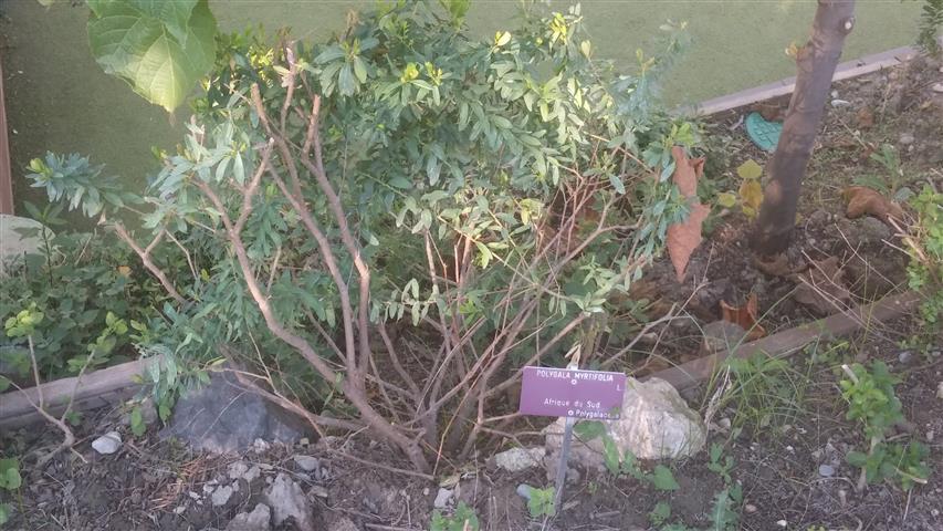 Polygala myrtifolia plantplacesimage20141014_101503.jpg