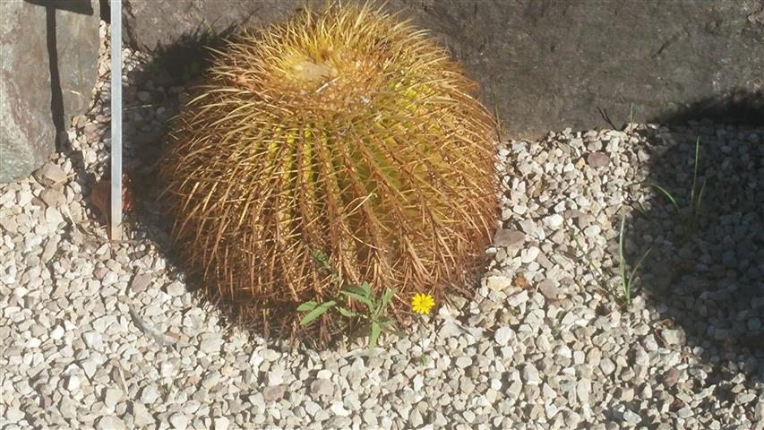 Echinocactus grusonii plantplacesimage20141014_103124.jpg