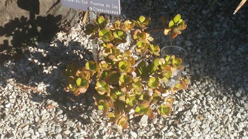 Crassula ovata plantplacesimage20141014_103406.jpg