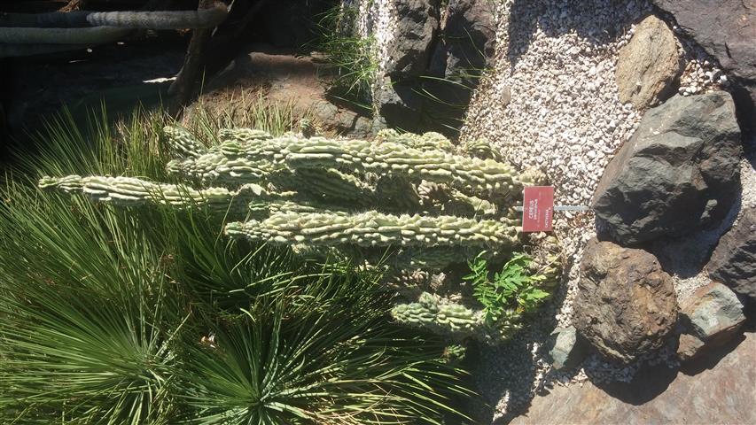 Cereus peruvianus plantplacesimage20141014_103507.jpg