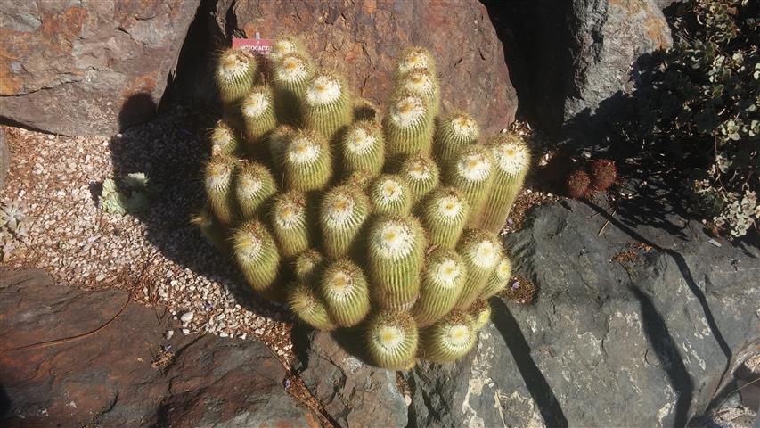 Notocactus leninghausii plantplacesimage20141014_103640.jpg