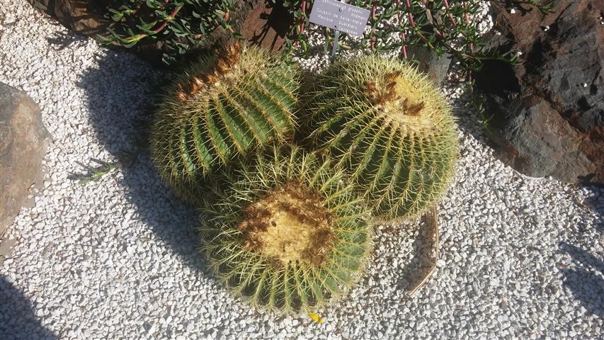 Echinocactus grusonii plantplacesimage20141014_103725.jpg