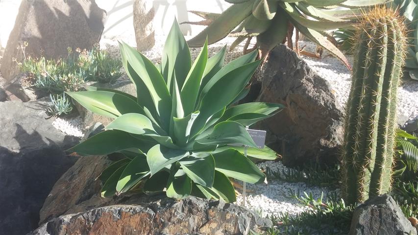 Agave attenuata plantplacesimage20141014_103836.jpg