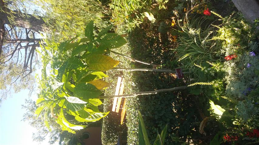 Brugmansia arborea plantplacesimage20141014_104759.jpg