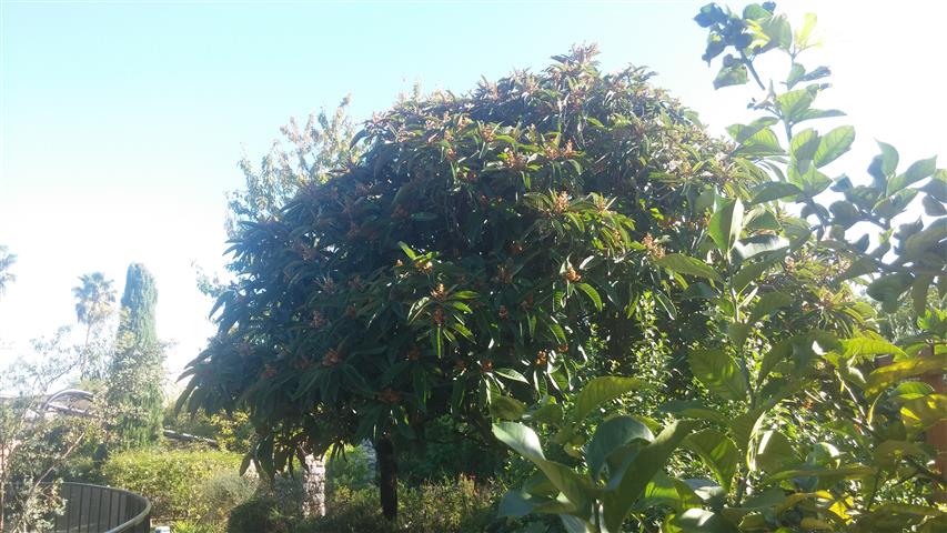 eriobotrya japonica plantplacesimage20141014_105438.jpg