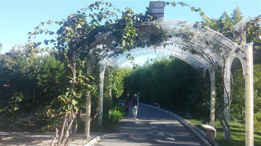 Actinada chinensis plantplacesimage20141014_105550.jpg