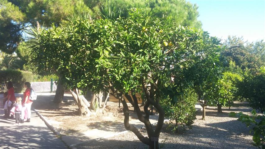 Citrus maxima plantplacesimage20141014_105923.jpg