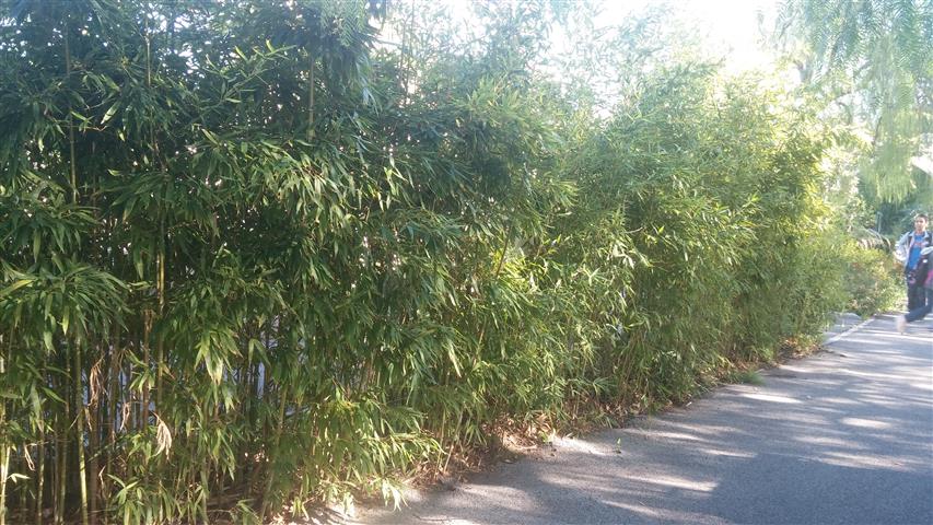 Phyllostachys aurea plantplacesimage20141014_110126.jpg