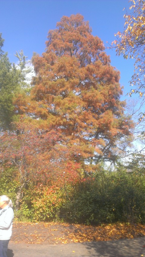 Taxodium distichum plantplacesimage20141030_132416.jpg