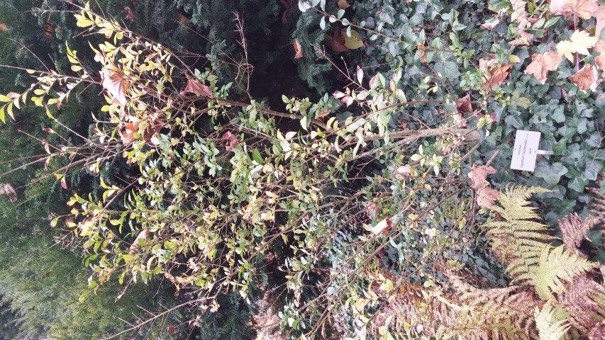 ligustrum tschonoskii plantplacesimage20141121_130451.jpg