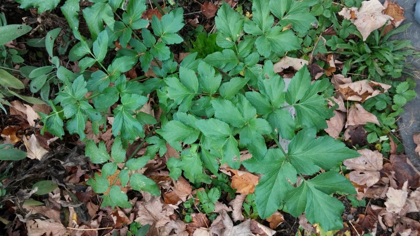 Potentilla vesca plantplacesimage20141121_132152.jpg