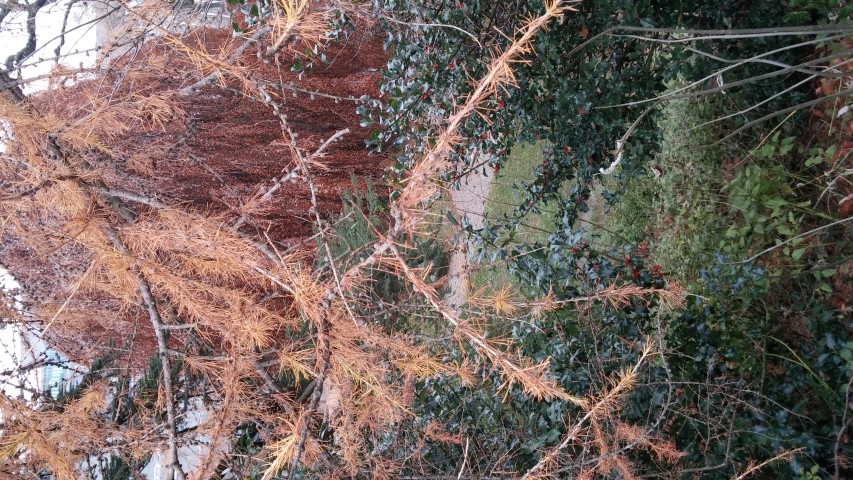 Larix decidua plantplacesimage20141121_132331.jpg