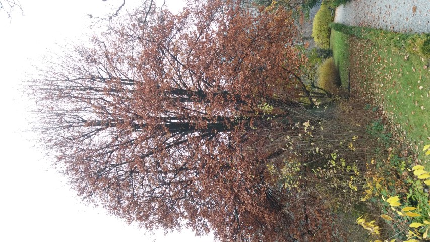 Sorbus latifolia plantplacesimage20141121_133242.jpg