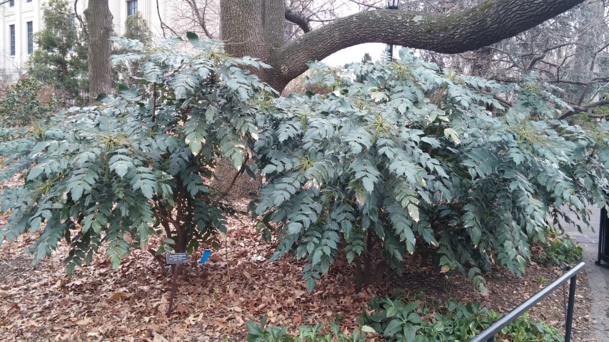 Mahonia japonica plantplacesimage20141220_110130.jpg