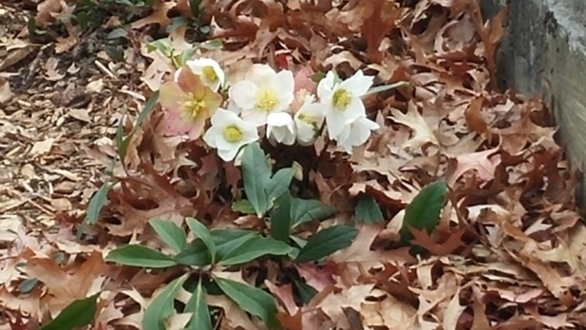 Helleborus  plantplacesimage20141220_111110.jpg