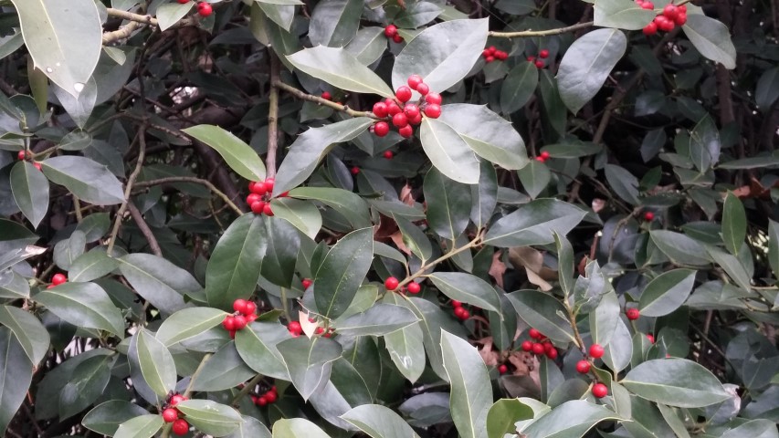 Ilex altaclerensis plantplacesimage20141220_111815.jpg