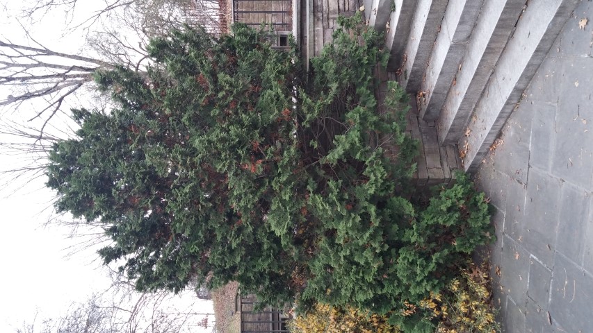 Chamaecyparis obtusa plantplacesimage20141220_112122.jpg