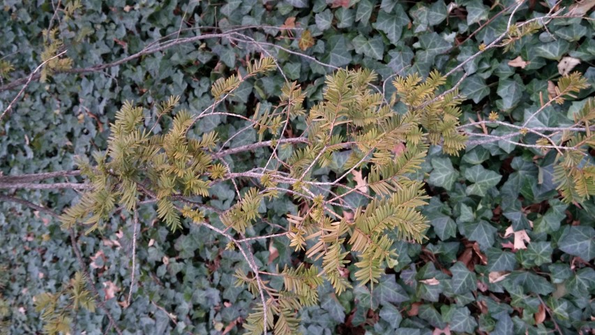 Taxus cuspidata plantplacesimage20141220_112609.jpg