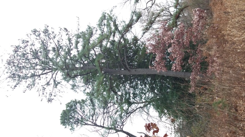 Pinus teeds plantplacesimage20141220_113800.jpg