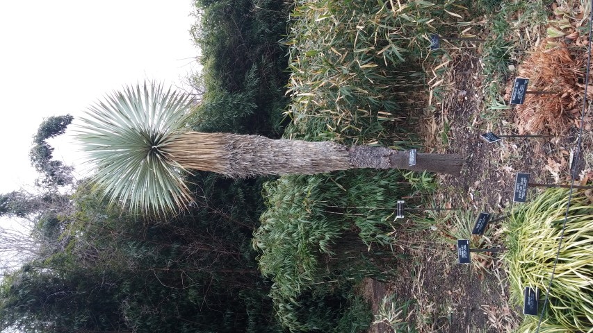 Yucca rostrata plantplacesimage20141220_115805.jpg