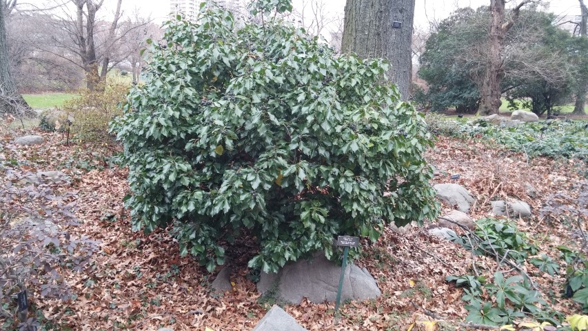 Hedera helix plantplacesimage20141220_120132.jpg