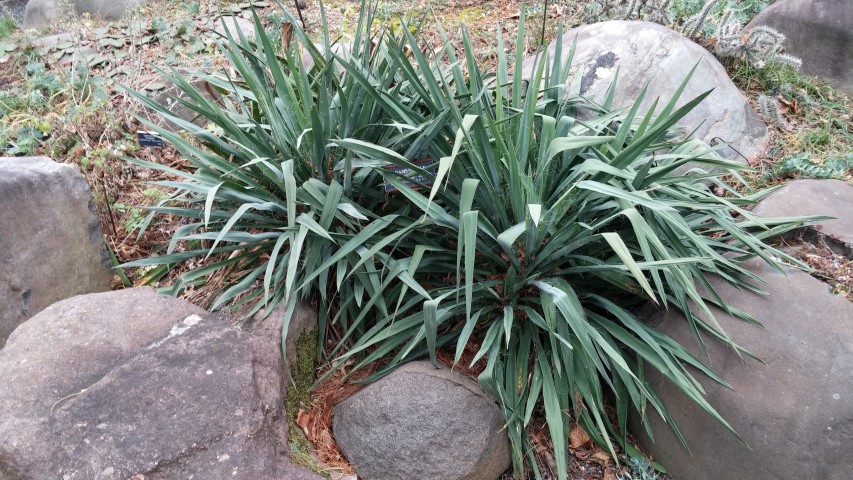 Yucca filamentosa plantplacesimage20141220_120740.jpg