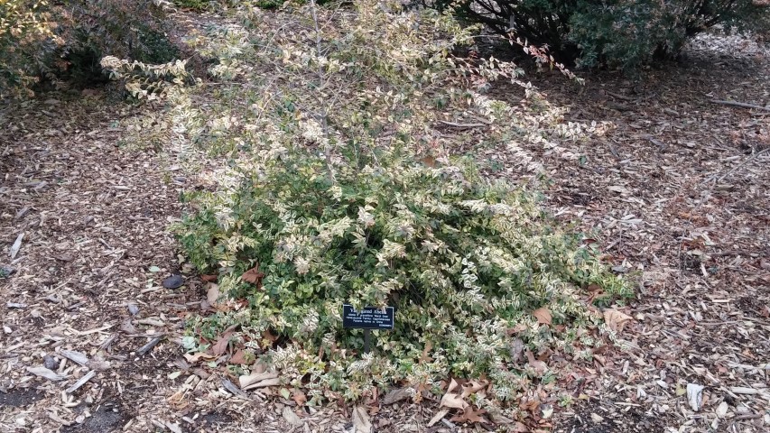 Abelia x grandiflora plantplacesimage20141220_121115.jpg