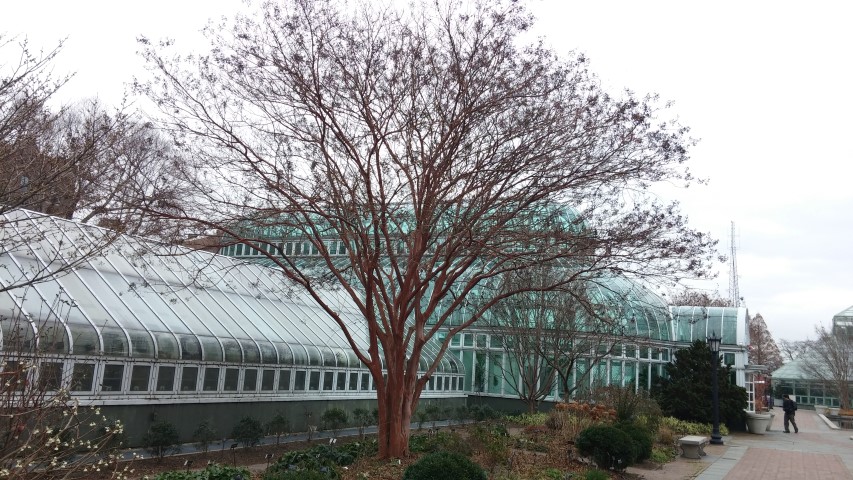 Lagerstroemia spp plantplacesimage20141220_131625.jpg