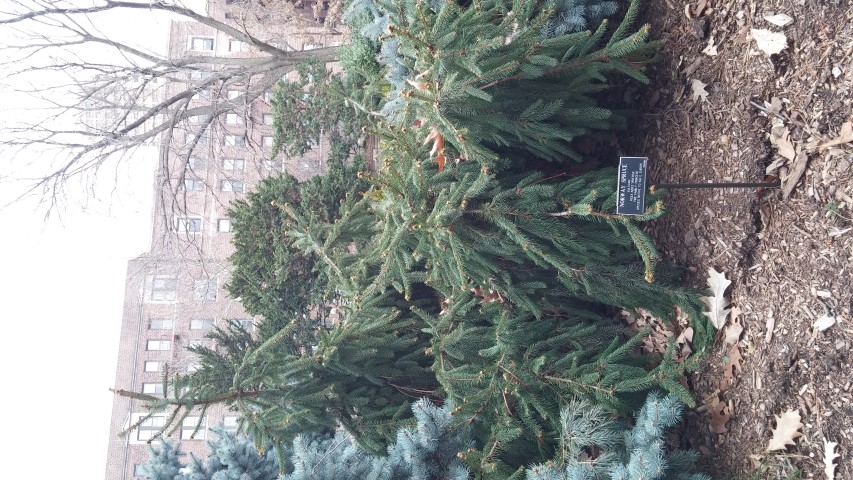 Picea abies plantplacesimage20141220_132228.jpg