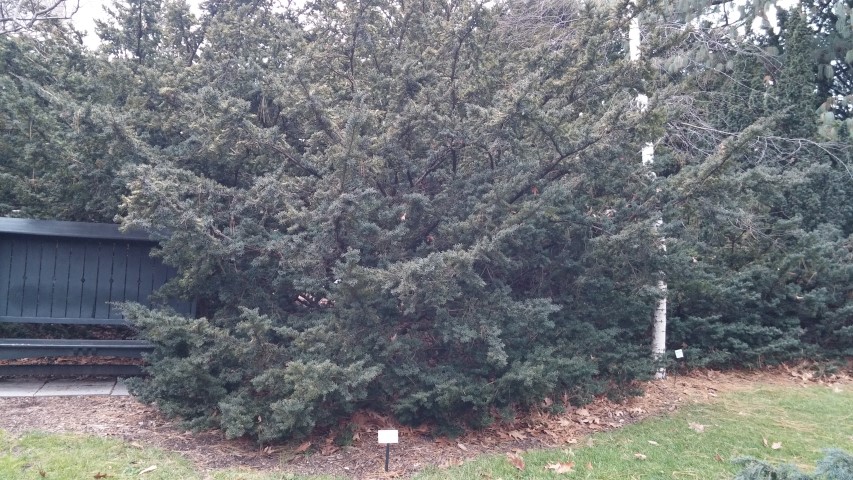 Taxus baccata plantplacesimage20141220_132848.jpg