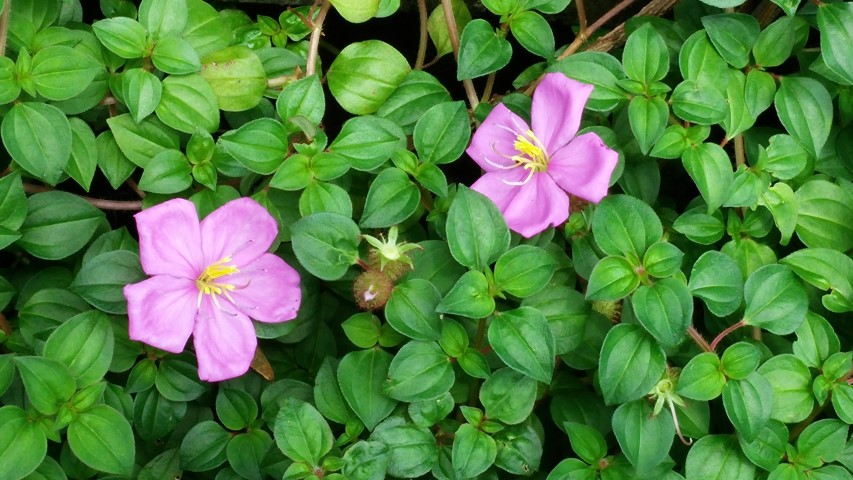 Telosma cordata plantplacesimage20141226_232859.jpg