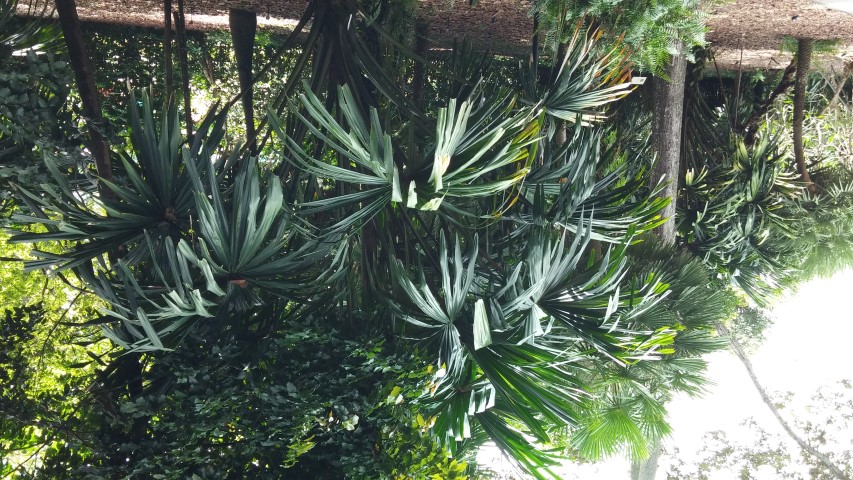 Borassodendron machadonis plantplacesimage20141226_233716.jpg