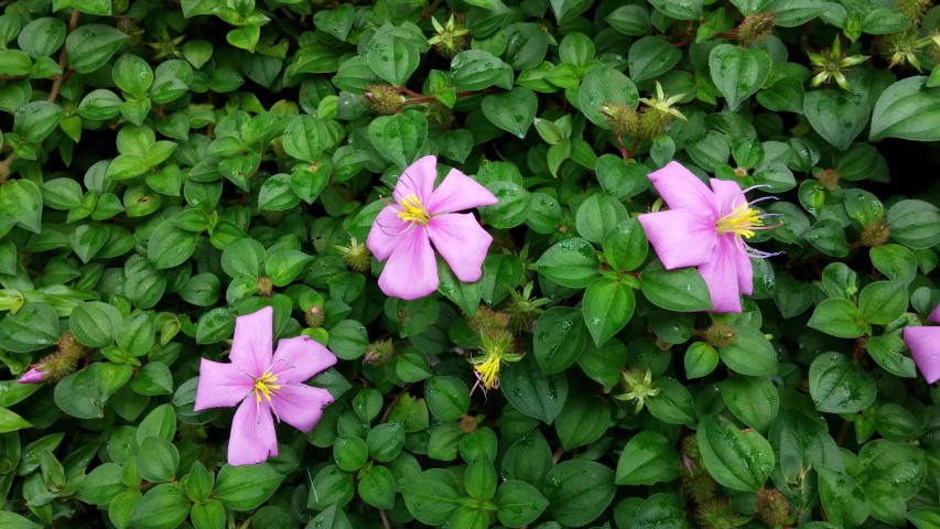 Heterotis rotundifolia plantplacesimage20141227_000817.jpg