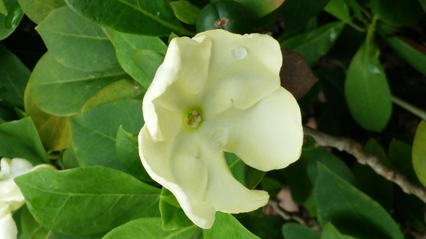 Brunfelsia americana plantplacesimage20141227_002725.jpg