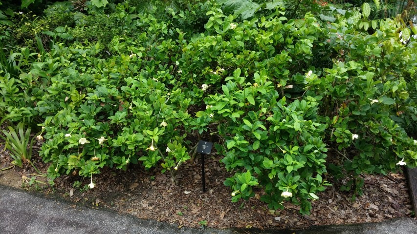 Brunfelsia americana plantplacesimage20141227_002823.jpg