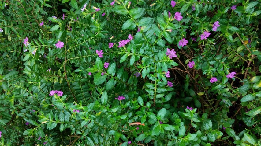 Cuphea hyssopifolia plantplacesimage20141227_003708.jpg