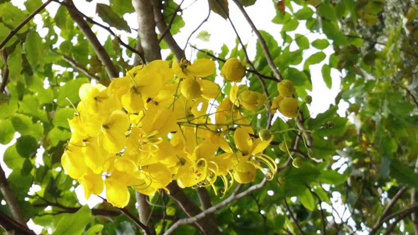 Cassia fistula plantplacesimage20141227_004249.jpg