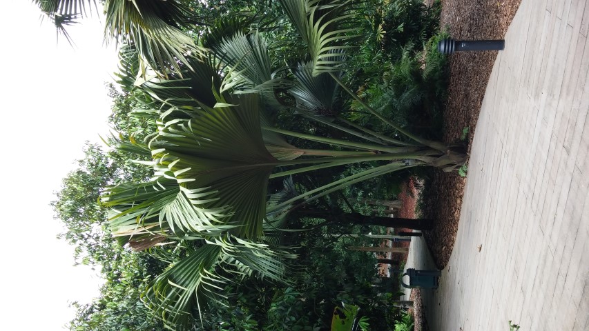 Lodoicea maldivica plantplacesimage20141227_012342.jpg