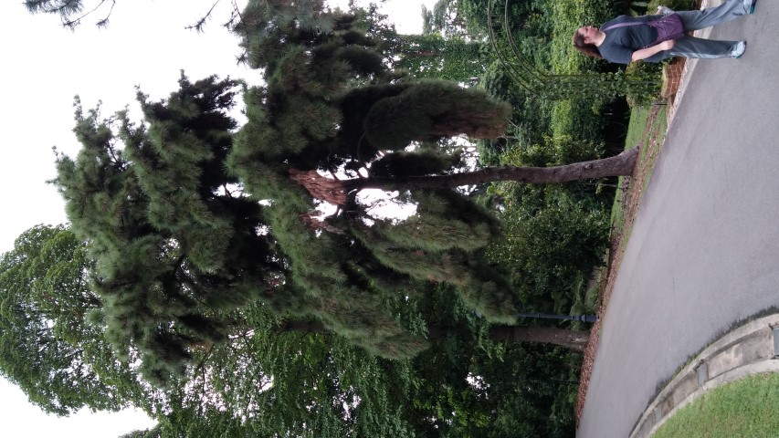 Pinus merkusii plantplacesimage20141227_020840.jpg