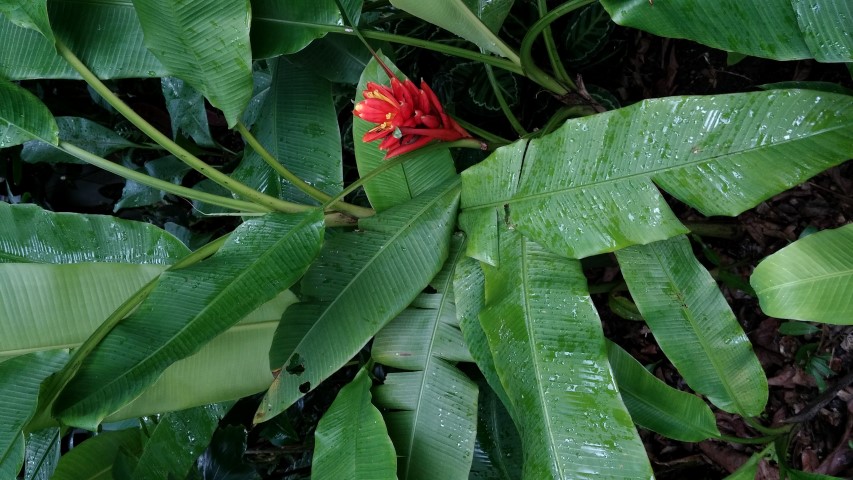 Musa coccinea plantplacesimage20141227_024746.jpg