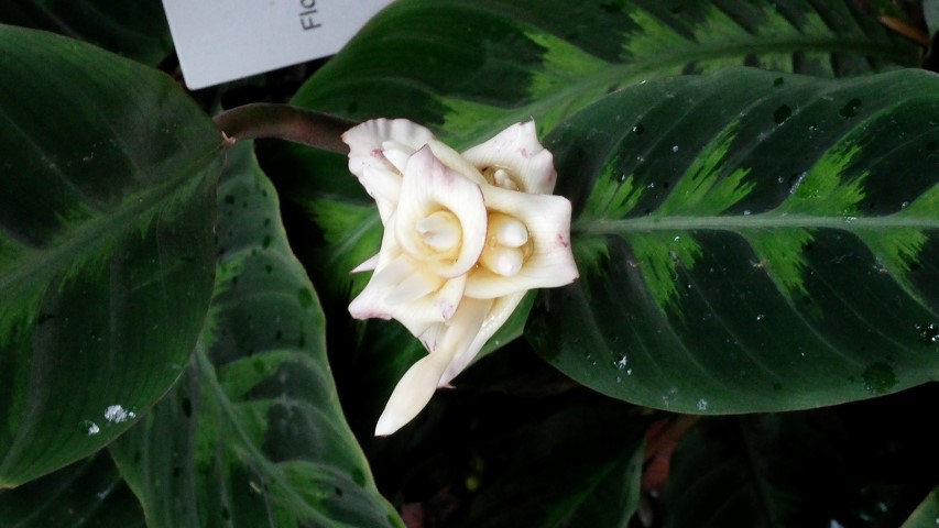 Calathea warszewiczii plantplacesimage20141227_024859.jpg